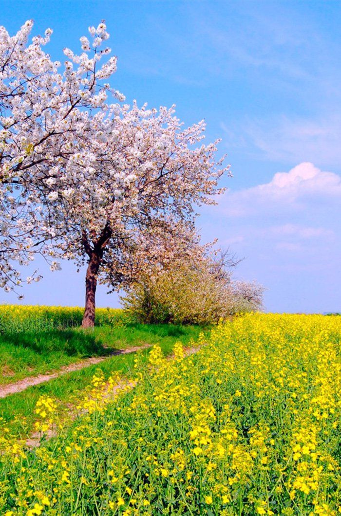 Поздравляем с наступающими майскими праздниками!